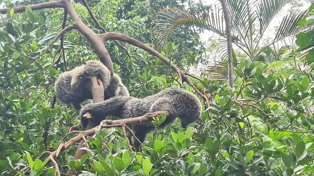 Close Up of a Binturong Arctictis binturong Resting in the Rainforest Canopy, Asian Bearcat Wildlife