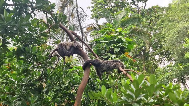 Cinematic Portrait of an Exotic Binturong (Asian Bearcat) Looking Around, Rare Wildlife Footage