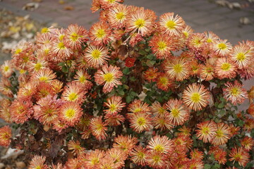 Obraz premium Plenty of orange flowers of spoon Chrysanthemums in October