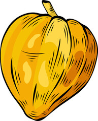 Yellow acorn squash pumpkin hand drawn detailed sketch for autumn food packaging Vector illustration © Natalia