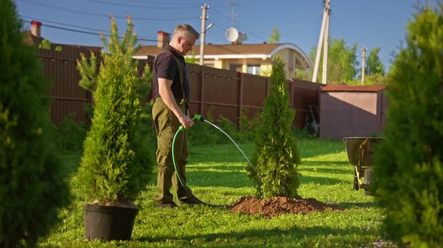 Diligent gardener watering a newly planted thuja tree with a hose on a sunny day. A dedicated man is irrigating the soil around the young evergreen to ensure its healthy growth and establishment