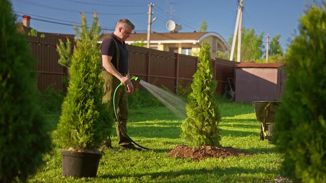Experienced landscaper waters newly planted thuja sapling in a suburban backyard with a garden hose, keeping soil moist for healthy growth and establishment