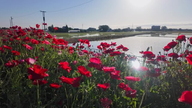 田んぼ(水田)に咲くひなげし(ポピー)の群生地