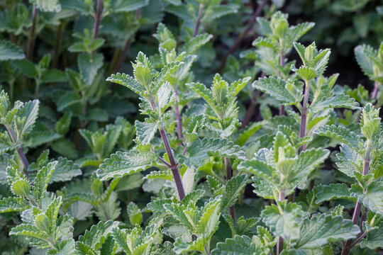Various catnip plants grow in a garden under sunny weather, showing healthy leaves and vibrant green colors