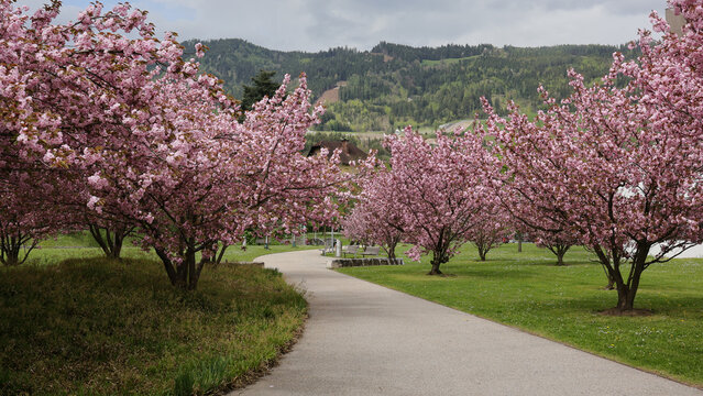 Cherry blossom path in Leoben with vibrant pink trees and a curving walkway. A peaceful spring landscape framed by mountains and soft natural light.