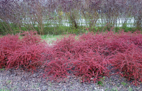 Berberys Thunberga, (Berberis thunbergii) Bushes on decorative terrain on beginning of spring.