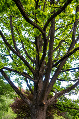 Fototapeta premium Large oak tree with sprawling branches covered in green leaves during sunny weather in a park setting