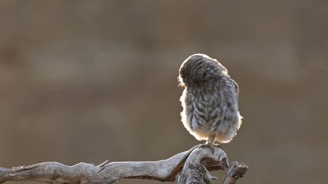 Juvenile little owl (Athene noctua) perched on a stick in the wild, calling and begging parents for food. Wildlife footage capturing natural behavior and vocalization of a young owl.