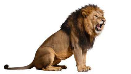 Majestic male lion with dark mane roaring, isolated on transparent background © Sofix