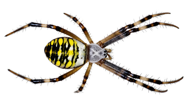 Yellow garden spider with black stripes, isolated on transparent background