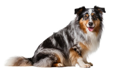 Merle Australian Shepherd dog sitting, isolated on transparent background © Sofix