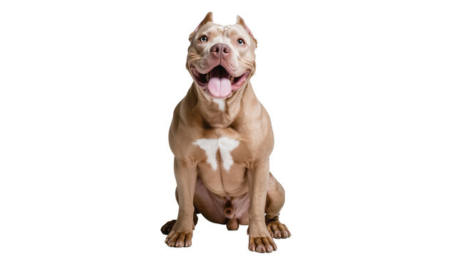 Muscular tan pit bull dog with white chest marking happy expression, isolated on transparent background