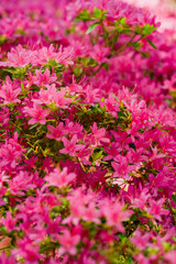 Obraz premium Lush pink azalea bush covered with vibrant blossoms in springtime garden landscape photographed in natural daylight.