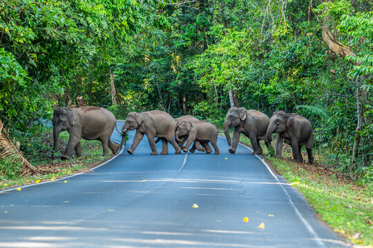 Its body is gray, its snout is called the trunk. The trunk of the Asian elephant has only one beak. Nakhon Ratchasima, Thailand.