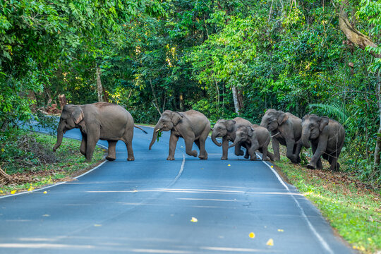 Its body is gray, its snout is called the trunk. The trunk of the Asian elephant has only one beak. Nakhon Ratchasima, Thailand.