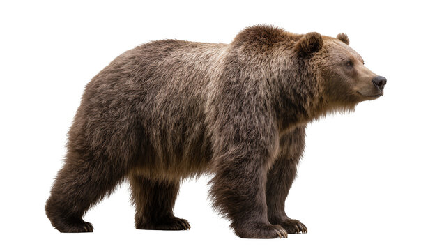 Majestic brown grizzly bear standing, isolated on transparent background