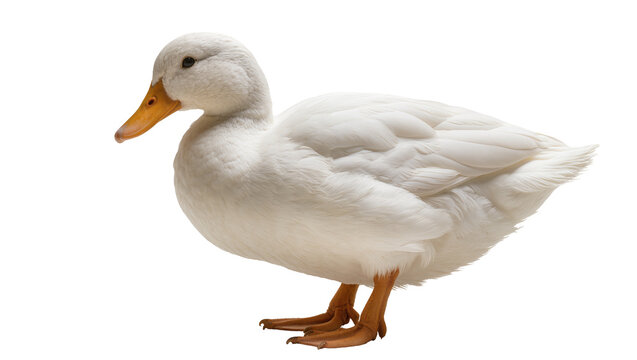 Fluffy white duck with orange beak and feet, isolated on transparent background