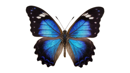 Vibrant blue morpho butterfly with black and white markings, isolated on transparent background © Sofix