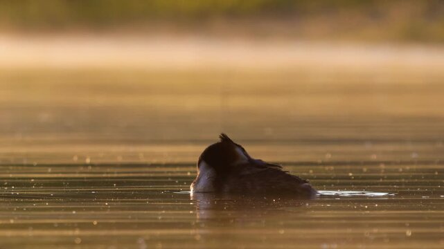 Great crested grebe (Podiceps cristatus) swimming on a misty lake at sunrise during spring. Slow motion wildlife footage capturing peaceful atmosphere and natural behavior on a foggy morning.