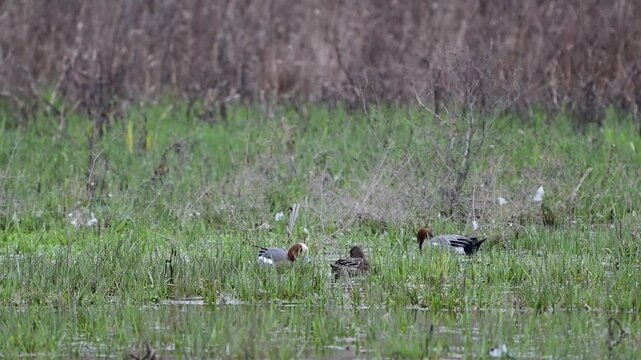 Eurasian wigeon ducks (Mareca penelope) feeding on the shore of a lake in the wild. Slow motion wildlife footage capturing natural foraging behavior of waterfowl in natural habitat.