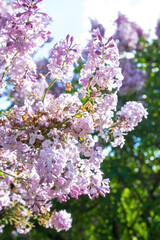 Obraz premium Blooming lilac flowers in a sunny garden during spring season with clear blue sky and lush greenery all around