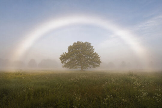 A majestic white fog bow arches over a lone green tree in a misty, ethereal field.