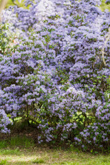 Obraz premium Large purple rhododendron bush in bloom surrounded by green spring landscape in public garden park.