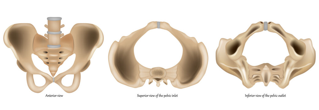 Detailed medical illustration of the human pelvis showing multiple anatomical views of the bony pelvic structure, including anterior view, pelvic inlet, and pelvic outlet. 