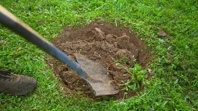 Close up of a person digging a hole in a green lawn with a metal shovel, preparing the soil for planting or construction work in a garden on a sunny day in the backyard