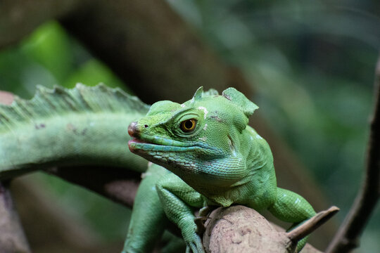 A green basilisk lizard on a branch