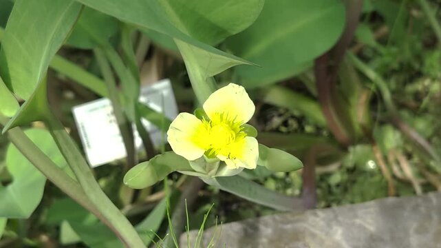 LIMNOCHARIS FLAVIA - Yellow flower blooms in a garden setting during daylight hours in spring season