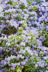 Fototapeta premium Close up view of blooming purple rhododendron flowers with lush petals and natural spring garden background.