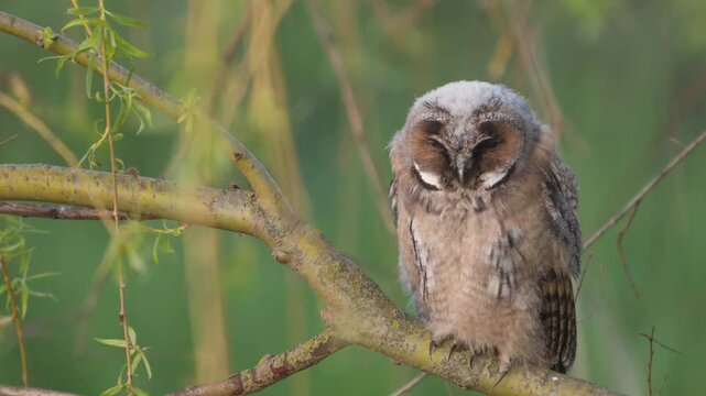 Young Long-eared Owl (Asio otus) Begging Parents for Food in Golden Evening Light