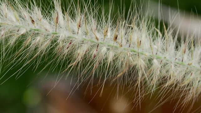 Close-Up Footage of Foxtail Grass Swaying in Tropical Breeze