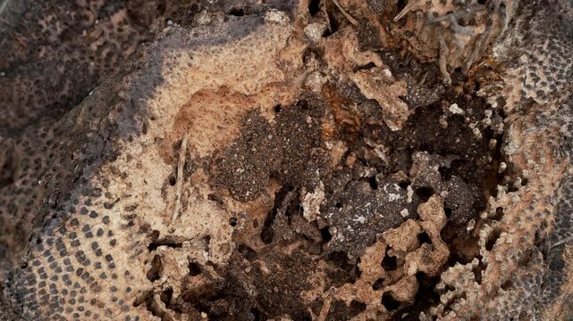 Close-Up Footage of Termites Feeding Inside Decaying Wood