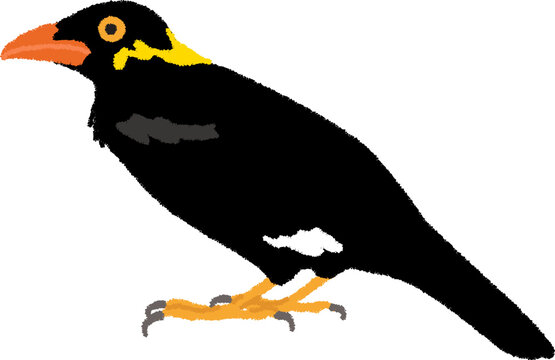 九官鳥のイラスト