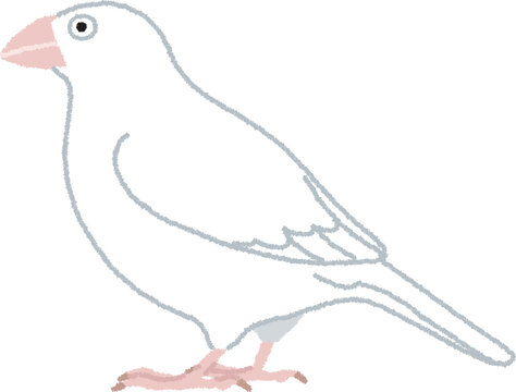 ジュウシマツのイラスト