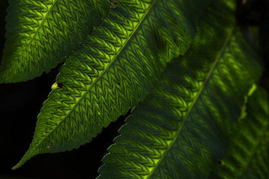 Sunlit green fern leaves showing detailed veins and zigzag spores on the underside. Natural botanical texture with strong light and shadow contrast.