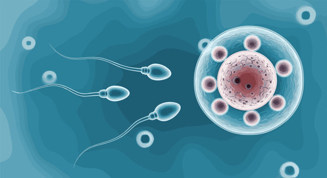 Human fertilization process is depicted with microscopic sperm cells swimming toward a large egg cell in a blue fluid environment.