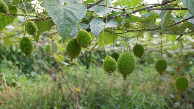 Fresh spiny gourd vine thriving in tropical farmland
