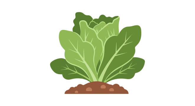 A fresh green leafy vegetable plant growing in brown soil