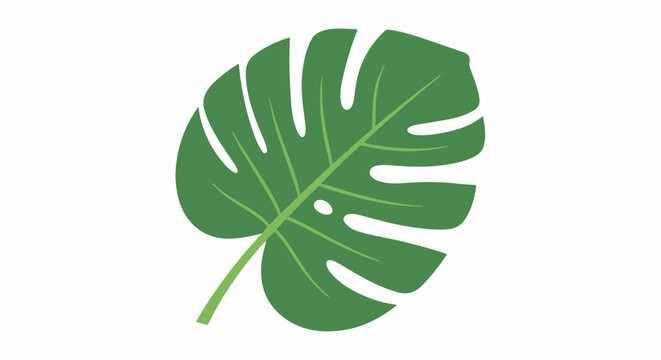 A large green monstera leaf with splits and a small hole