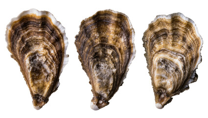 Three raw oyster shells with intricate brown and white patterns, isolated on transparent background © Hans