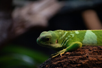 Fototapeta premium A Fifi banded iguana in an enclosure