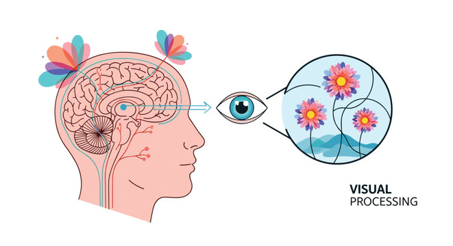 Scientific diagram showing the connection between the human eye and the brain for visual processing of colorful flowers in the environment.