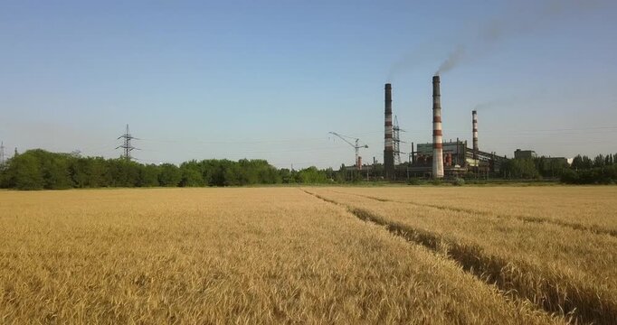 A field of yellow wheat near a large plant, view from a drone