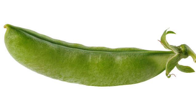 Single green snow pea pod with delicate stem, isolated on transparent background