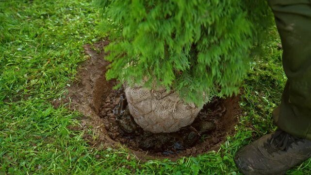 Gardener carefully places a thuja tree seedling with its root ball wrapped in burlap into a hole filled with water, planting new life in the green lawn during the landscaping process