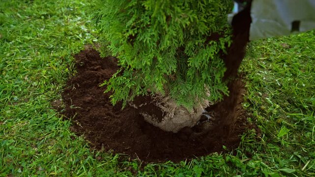 Close up view of a gardener planting a young thuja tree in a hole dug in the green lawn. Fresh, dark soil is being added around the root ball to secure the evergreen shrub in place