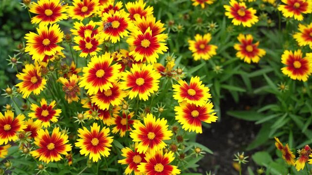 Coreopsis&zwnj; or Calliopsis&zwnj; flowers. Solar jewel, yellow and red blanket flowers gently swaying in the breeze
